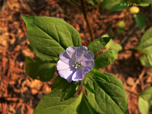 {Jacquemontia tamnifolia}